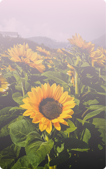 Girasol