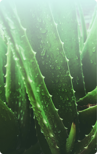 Aloe vera