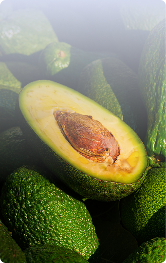 Aguacate